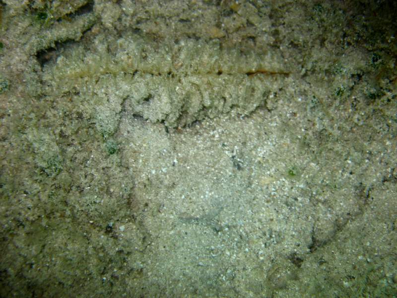 Pinna nobilis